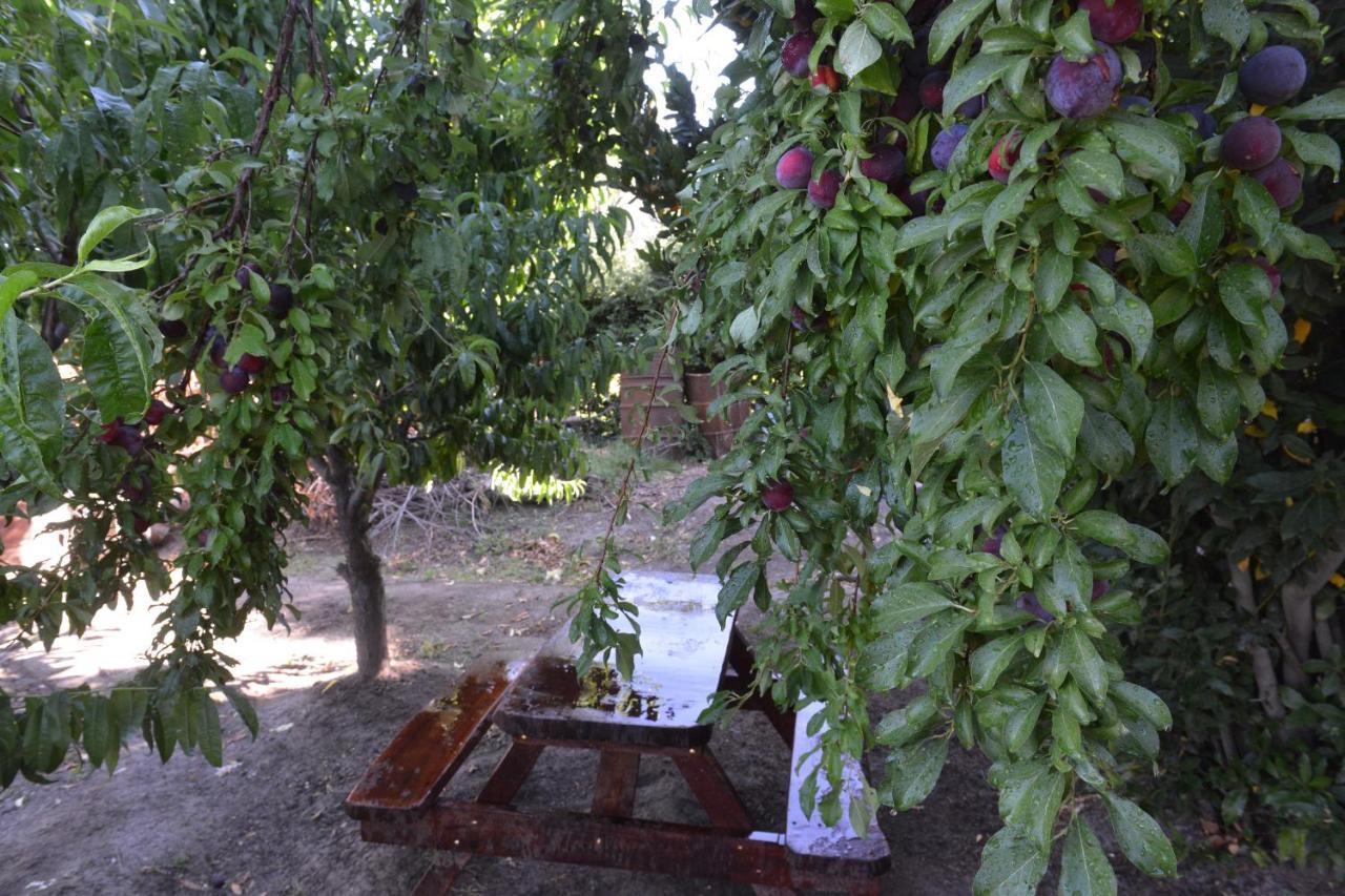 Casita Rural Abuelos San Rafael (Mendoza)